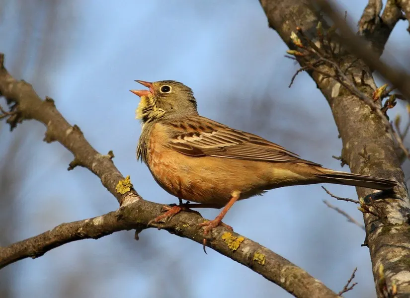 ortolan